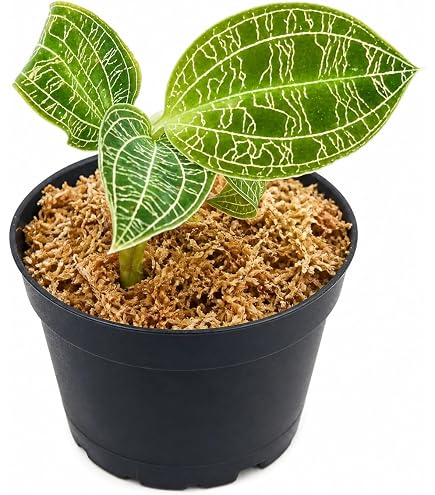 Amazon｜【charm】（観葉植物）苔テラリウム ミヤマウズラ ガラス